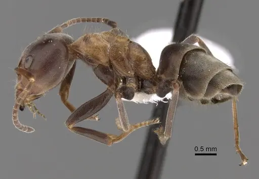 Liometopum microcephalum - CASENT0249747