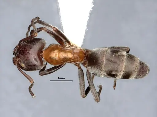Liometopum microcephalum - CASENT0884419