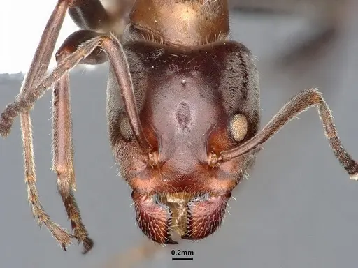 Liometopum microcephalum - CASENT0884419