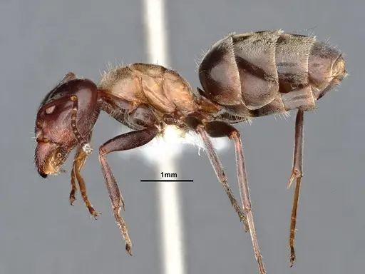 Liometopum microcephalum - CASENT0884419