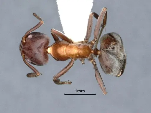 Liometopum microcephalum - CASENT0885473