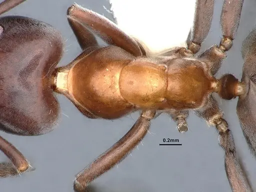 Liometopum microcephalum - CASENT0885473