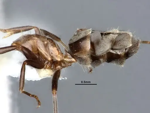 Liometopum microcephalum - CASENT0885474