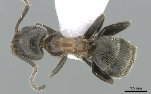 Liometopum microcephalum - CASENT0906112