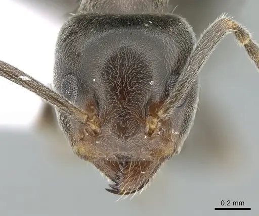 Liometopum microcephalum - CASENT0906112