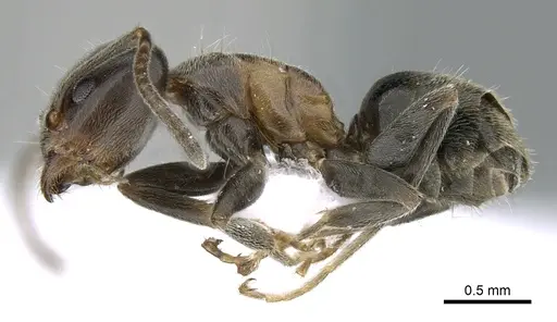 Liometopum microcephalum - CASENT0906112