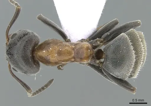Liometopum microcephalum - CASENT0906113