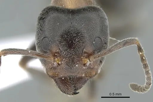 Liometopum microcephalum - CASENT0906113