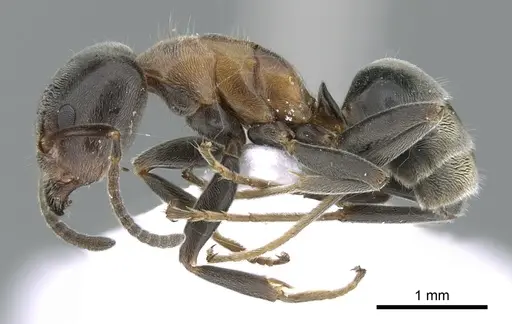 Liometopum microcephalum - CASENT0906113