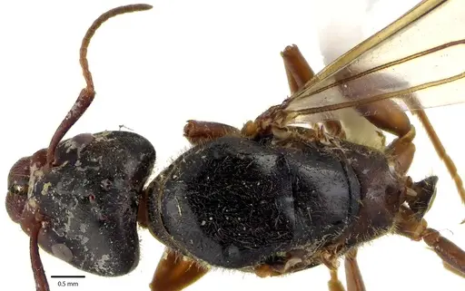 Liometopum occidentale specimen