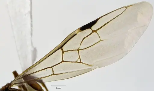 Liometopum occidentale specimen