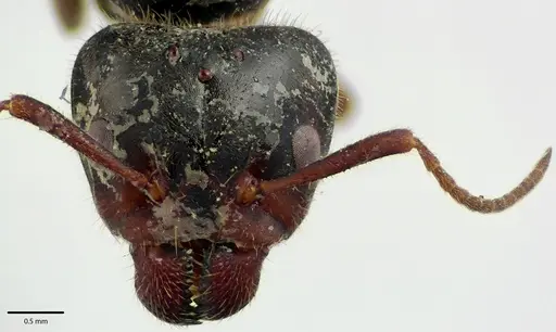 Liometopum occidentale specimen