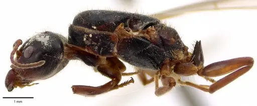 Liometopum occidentale - ANTWEB1041686