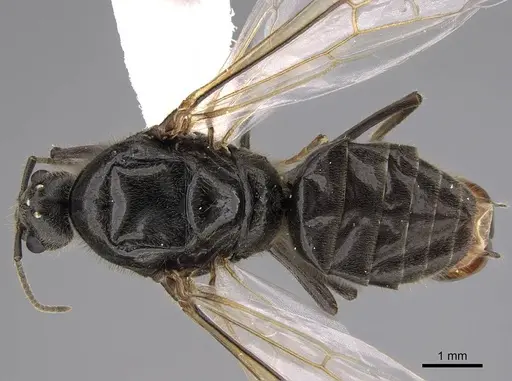 Liometopum occidentale - CASENT0013018