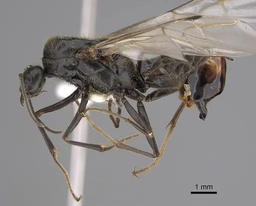 Liometopum occidentale - CASENT0013018