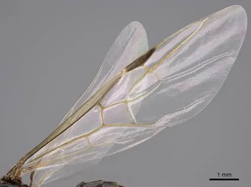 Liometopum occidentale - CASENT0013018