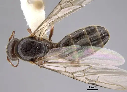 Liometopum occidentale - CASENT0220171