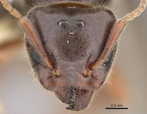 Liometopum occidentale - CASENT0220171