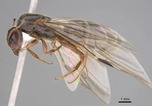 Liometopum occidentale - CASENT0220171