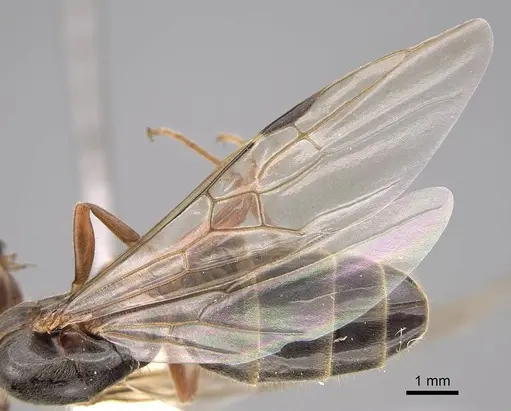 Liometopum occidentale - CASENT0220171