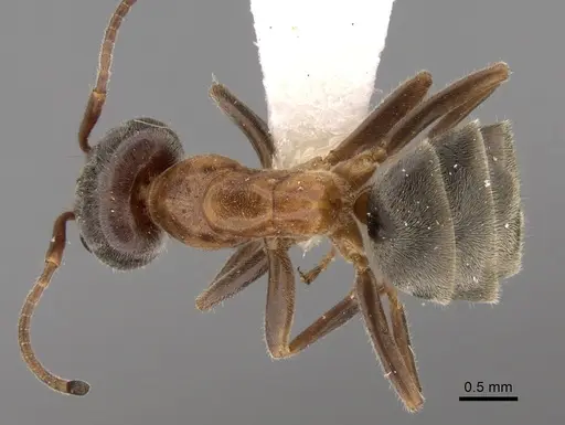 Liometopum occidentale - CASENT0249748