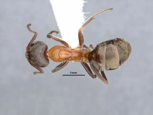 Liometopum occidentale - CASENT0884393