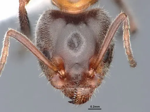 Liometopum occidentale - CASENT0884393