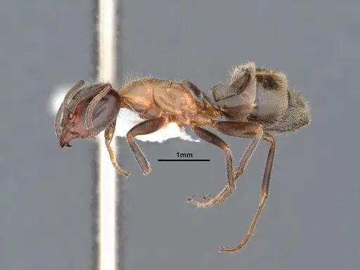 Liometopum occidentale - CASENT0884393