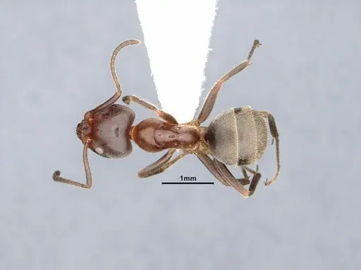 Liometopum occidentale - CASENT0884395