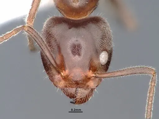 Liometopum occidentale - CASENT0884395