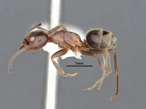 Liometopum occidentale - CASENT0884395