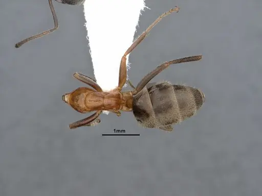 Liometopum occidentale - CASENT0884397