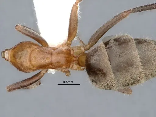 Liometopum occidentale - CASENT0884397