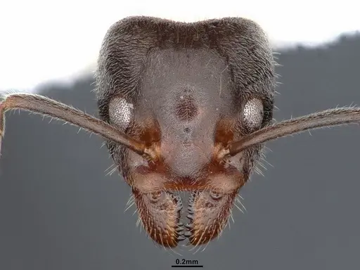 Liometopum occidentale - CASENT0884397