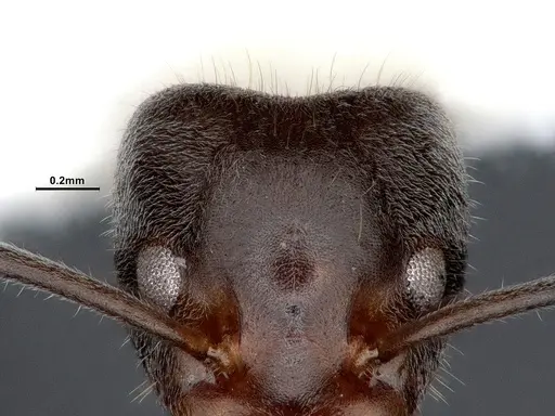 Liometopum occidentale - CASENT0884397