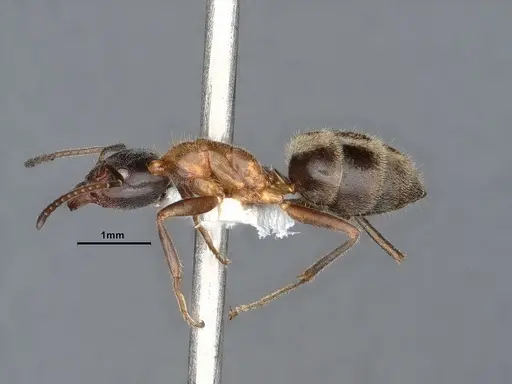 Liometopum occidentale - CASENT0884397