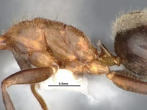 Liometopum occidentale - CASENT0884397