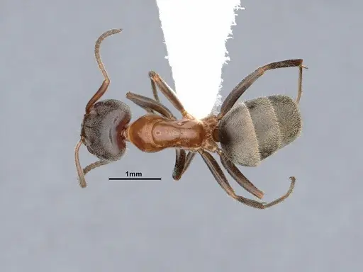 Liometopum occidentale - CASENT0884400