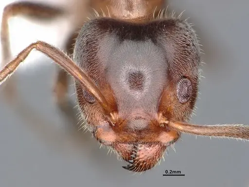 Liometopum occidentale - CASENT0884400