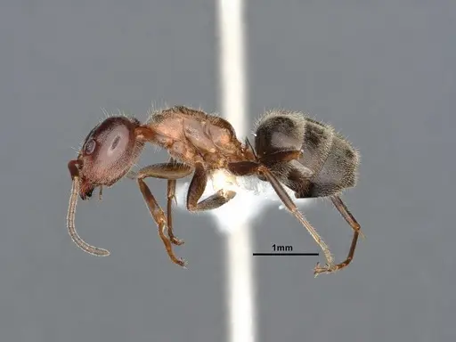 Liometopum occidentale - CASENT0884400