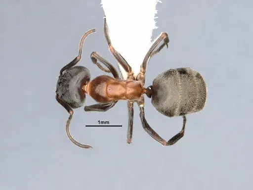 Liometopum occidentale - CASENT0884404