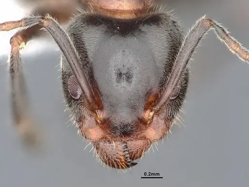 Liometopum occidentale - CASENT0884404