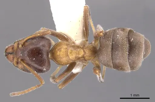 Liometopum occidentale - CASENT0905042