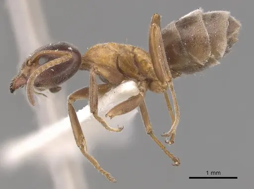 Liometopum occidentale - CASENT0905042