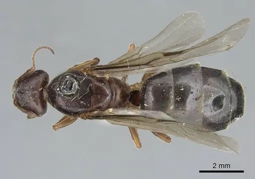 Liometopum occidentale - CASENT0923045