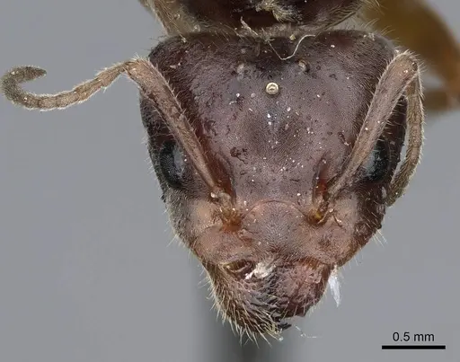 Liometopum occidentale - CASENT0923045