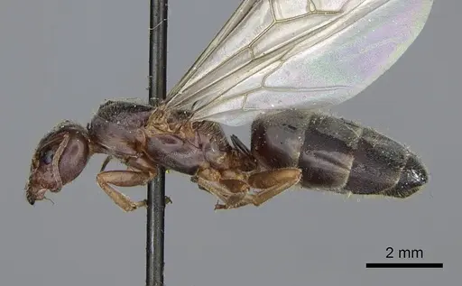 Liometopum occidentale - CASENT0923045