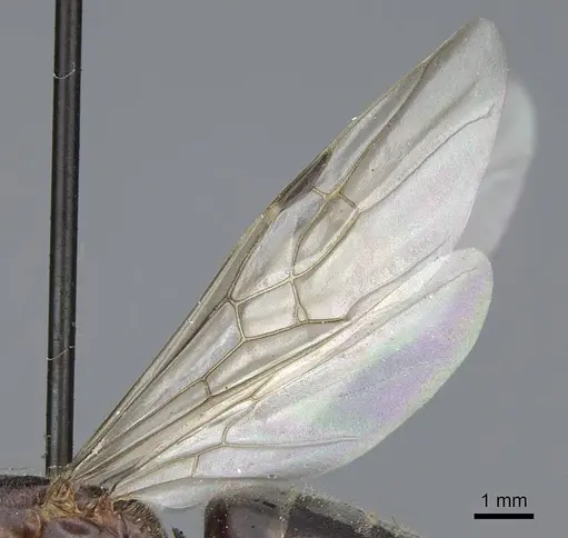 Liometopum occidentale - CASENT0923045