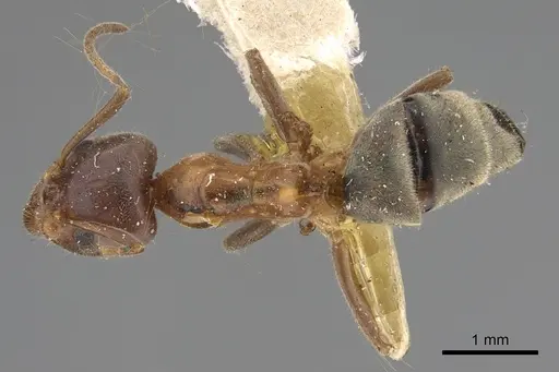 Liometopum occidentale - CASENT8169073