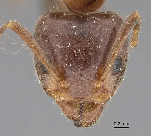 Liometopum occidentale - CASENT8169073